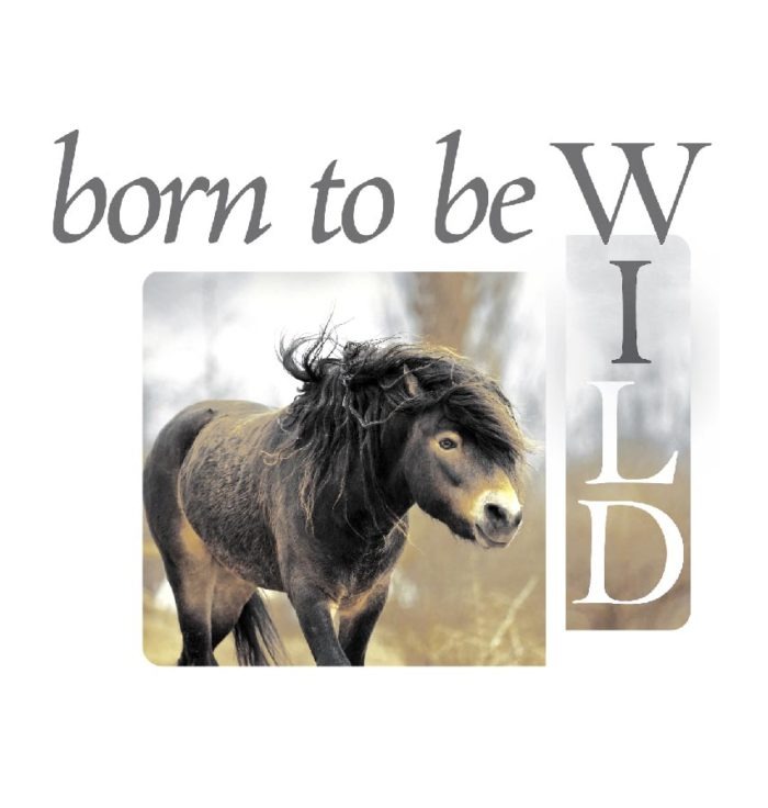 Obrázek koně. Text Born to be Wild.